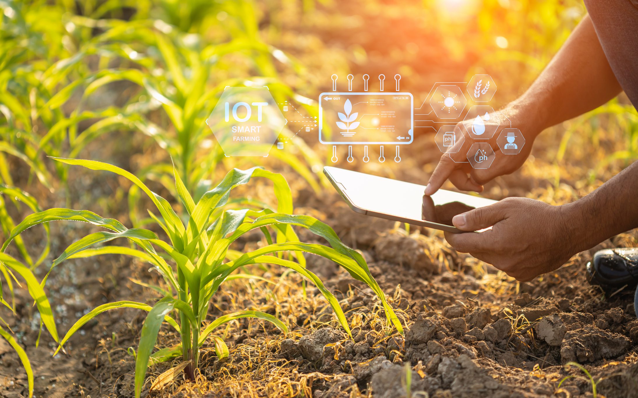 Farmer using digital tablet in corn crop cultivated field with smart farming interface icons and light flare sunset effect. Smart and new technology for agriculture business concept. Farmer using digital tablet in corn crop cultivated field with smart farming interface icons and light flare sunset effect. Smart and new technology for agriculture business concept.