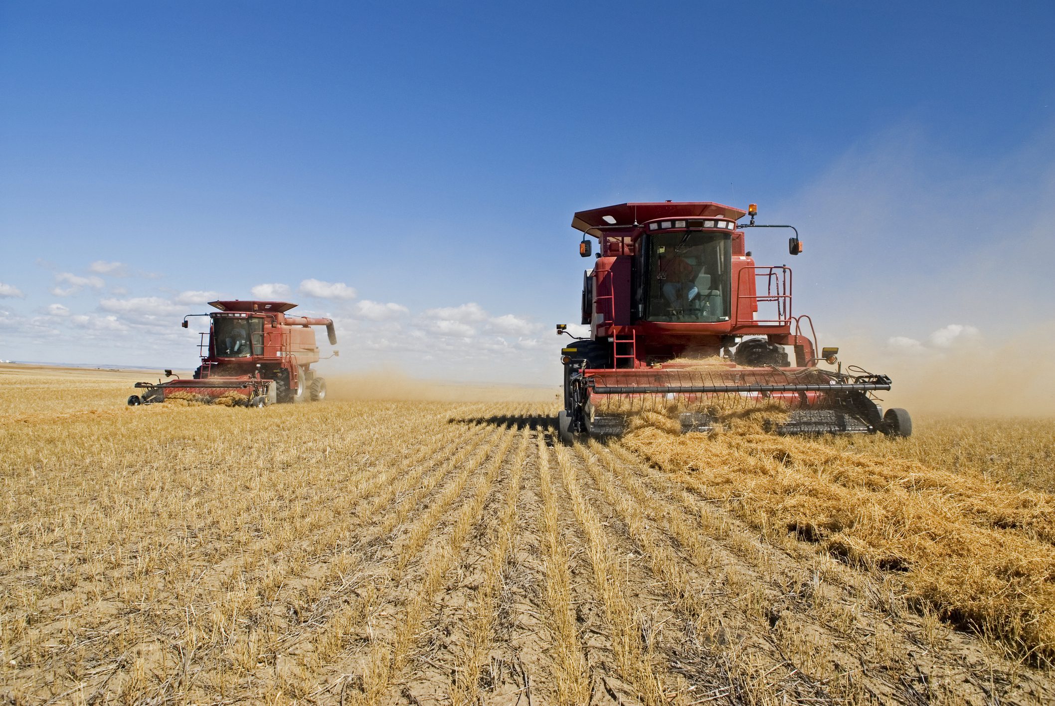 Two combine harvesters harvesting grain in a large agricultural field. Two combine harvesters harvesting grain in a large agricultural field.