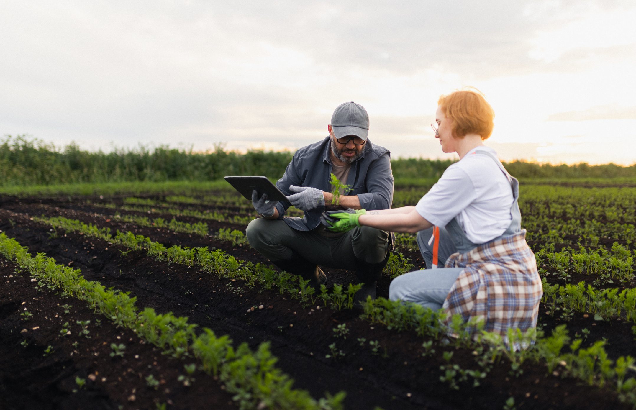 Farmers Analyzing Crop Health in a Field Using Modern Technology Farmers Analyzing Crop Health in a Field Using Modern Technology